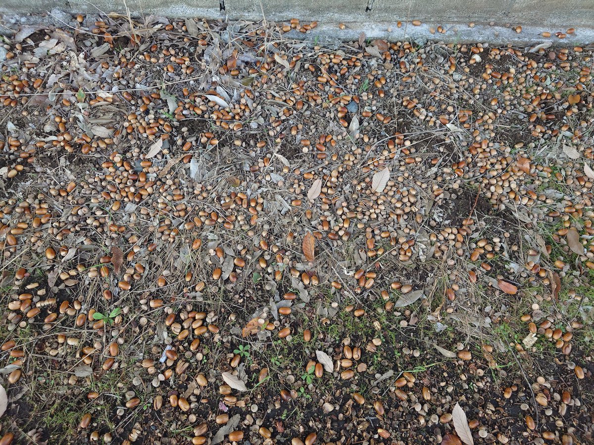 どんぐりだらけやないかい