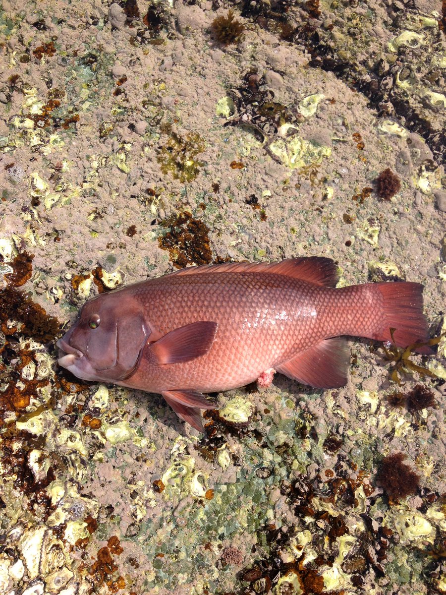 bowsuke1091fish's tweet photo. @skanayaneko カンダイ

コブダイの子供ですね😆
冬は鍋にすると美味しいお魚😋 https://t.co/O9lGwPbfdu