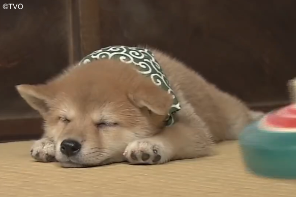 豆助 -Mamesuke- 公式 (@mamesuke_tvo) / Posts / X