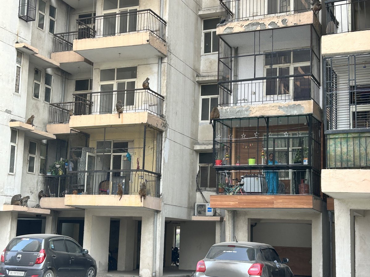 Bhanu1Bhanu's tweet image. @SBMUrbanUP यह उत्तर प्रदेश सरकार के गाजियाबाद विकास प्राधिकरण द्वारा निर्मित सोसाइटी है इंद्रप्रस्थ आवासीय योजना लोनी गाजियाबाद और यहाँ बंदरो का आतंक इतना ज़्यादा है के लोग घरों में कैद हो रखे है इतनी शिकायत के बाद भी प्रशासन आँखे बंद किए बैठा है यहाँ रोज बंदर लोगो को काट रहे है