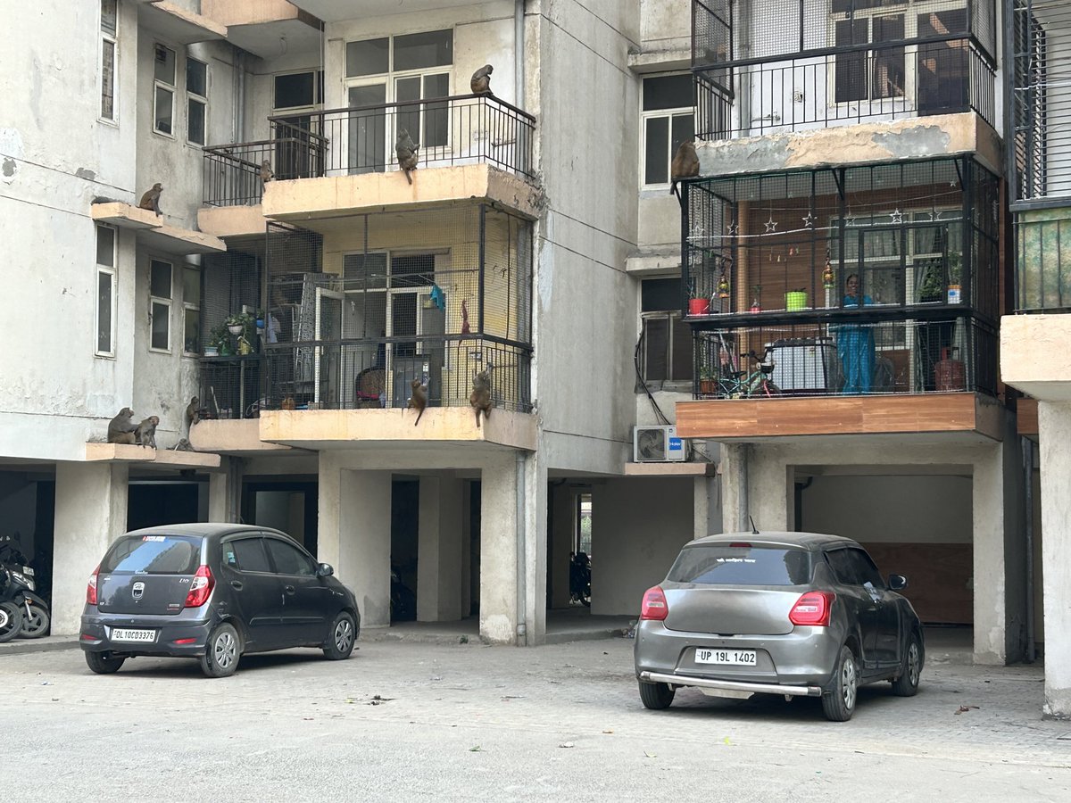 Bhanu1Bhanu's tweet image. @SBMUrbanUP यह उत्तर प्रदेश सरकार के गाजियाबाद विकास प्राधिकरण द्वारा निर्मित सोसाइटी है इंद्रप्रस्थ आवासीय योजना लोनी गाजियाबाद और यहाँ बंदरो का आतंक इतना ज़्यादा है के लोग घरों में कैद हो रखे है इतनी शिकायत के बाद भी प्रशासन आँखे बंद किए बैठा है यहाँ रोज बंदर लोगो को काट रहे है