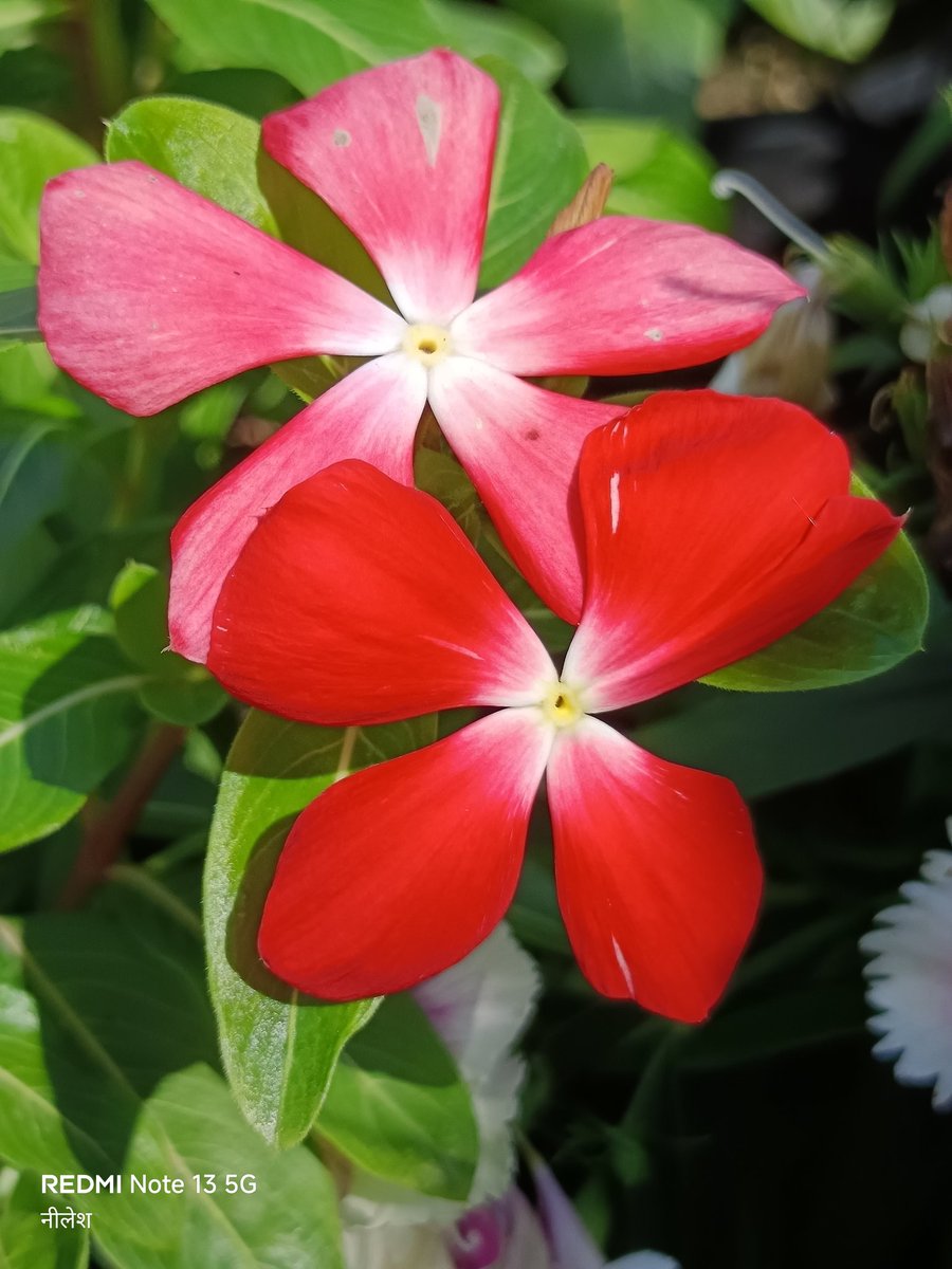 niileshraichura's tweet image. Absolutely no filter, no edits, no AI..
सुप्रभात साथियों 🌻
#theme_pic_India_flowers