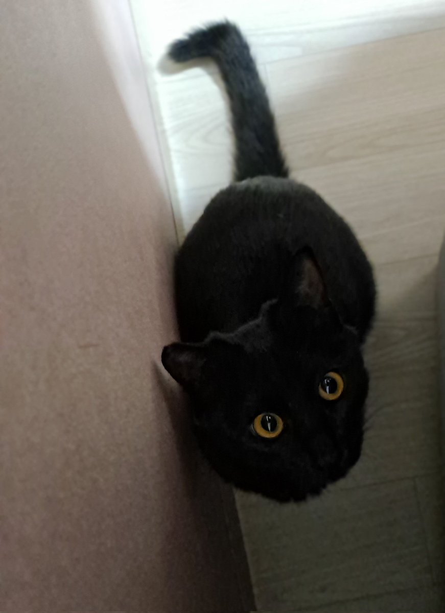 까망과 조금의 노랑으로 이루 고양이🐈‍⬛