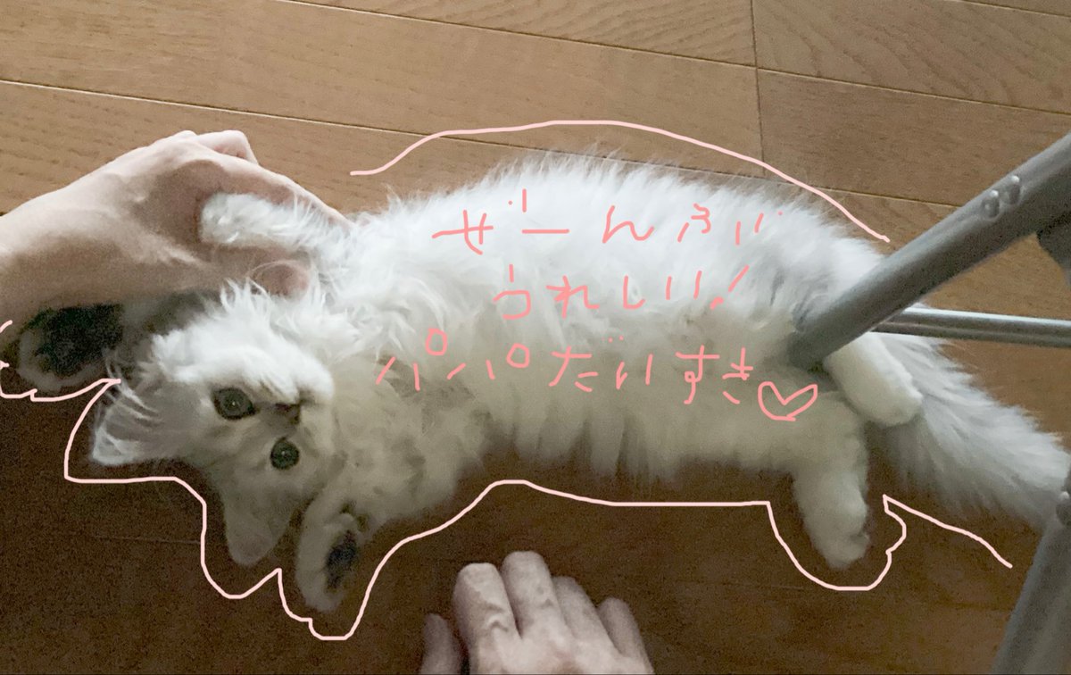 あーにゃん (@anyanz717) / Posts / X