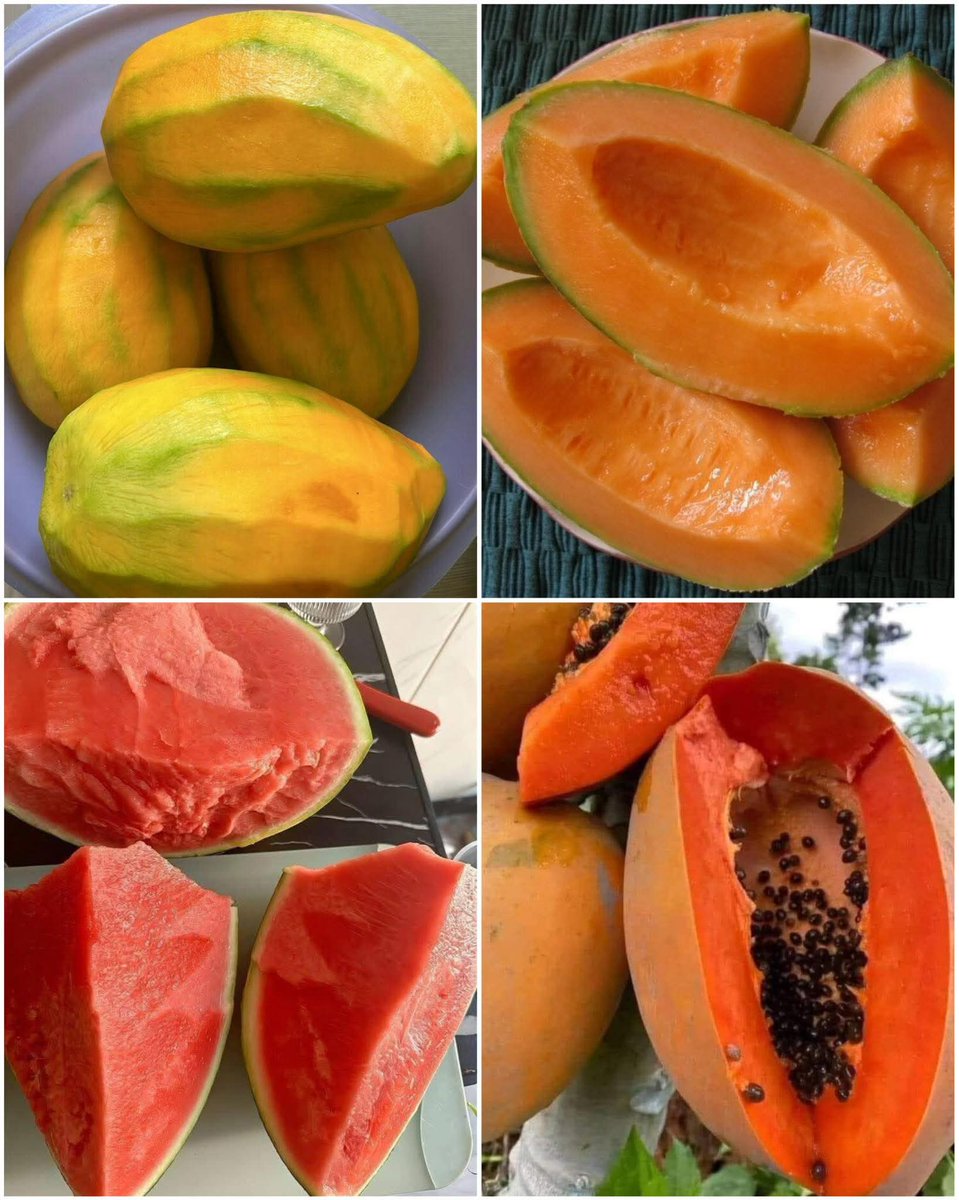 JoelOptimist1's tweet image. 🍉🥭 Colorful, juicy, and packed with nutrients! Whole & sliced papayas, watermelon, and cantaloupe—nature’s sweetest refreshment 🌿