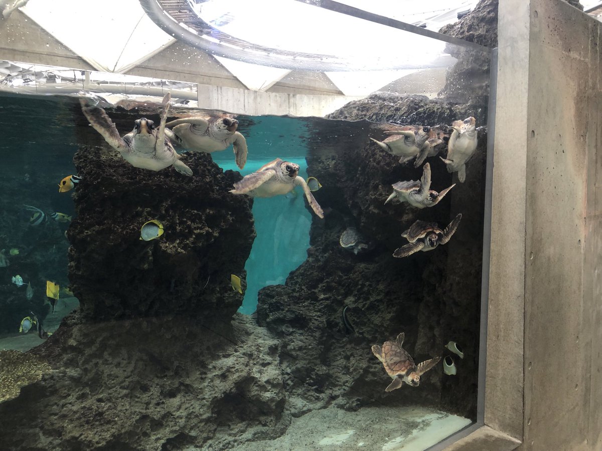 mothke's tweet photo. カメいす��ワロタ https://t.co/CDplZM0uUK