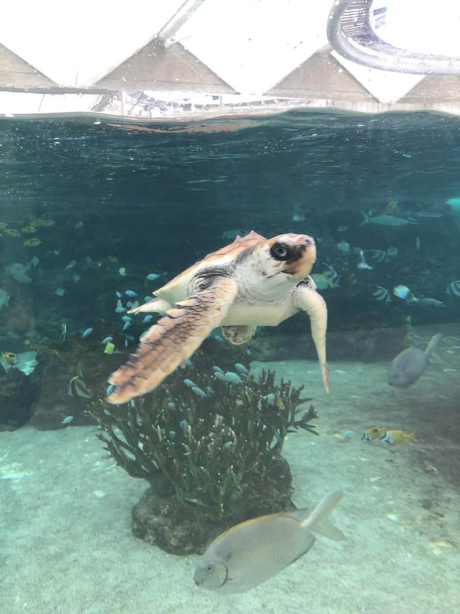mothke's tweet photo. カメいす��ワロタ https://t.co/CDplZM0uUK