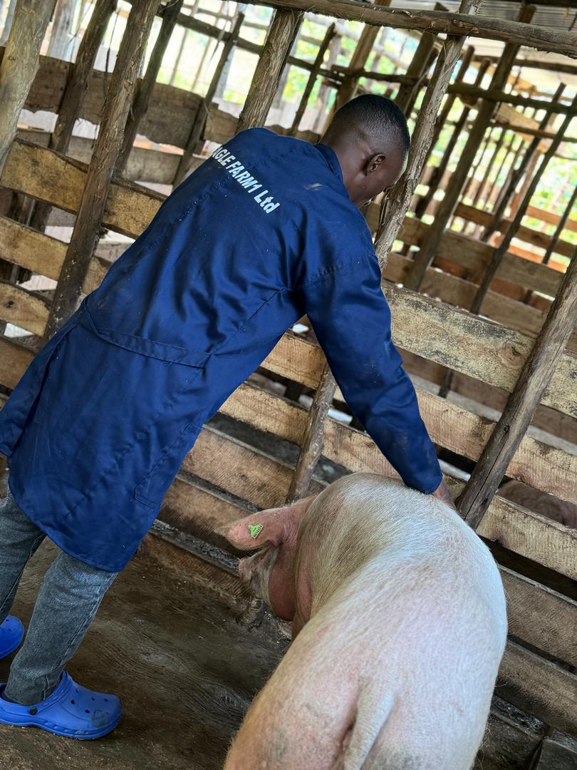 Gil_Niyonkuru's tweet photo. Investing in farming is investing in life - because food will always be the world’s greatest currency. 🌾💰
#FarmingIsLife
#FarmWithGilbert
#NoFarmsNoFoods https://t.co/SqOFQ1WA0Q