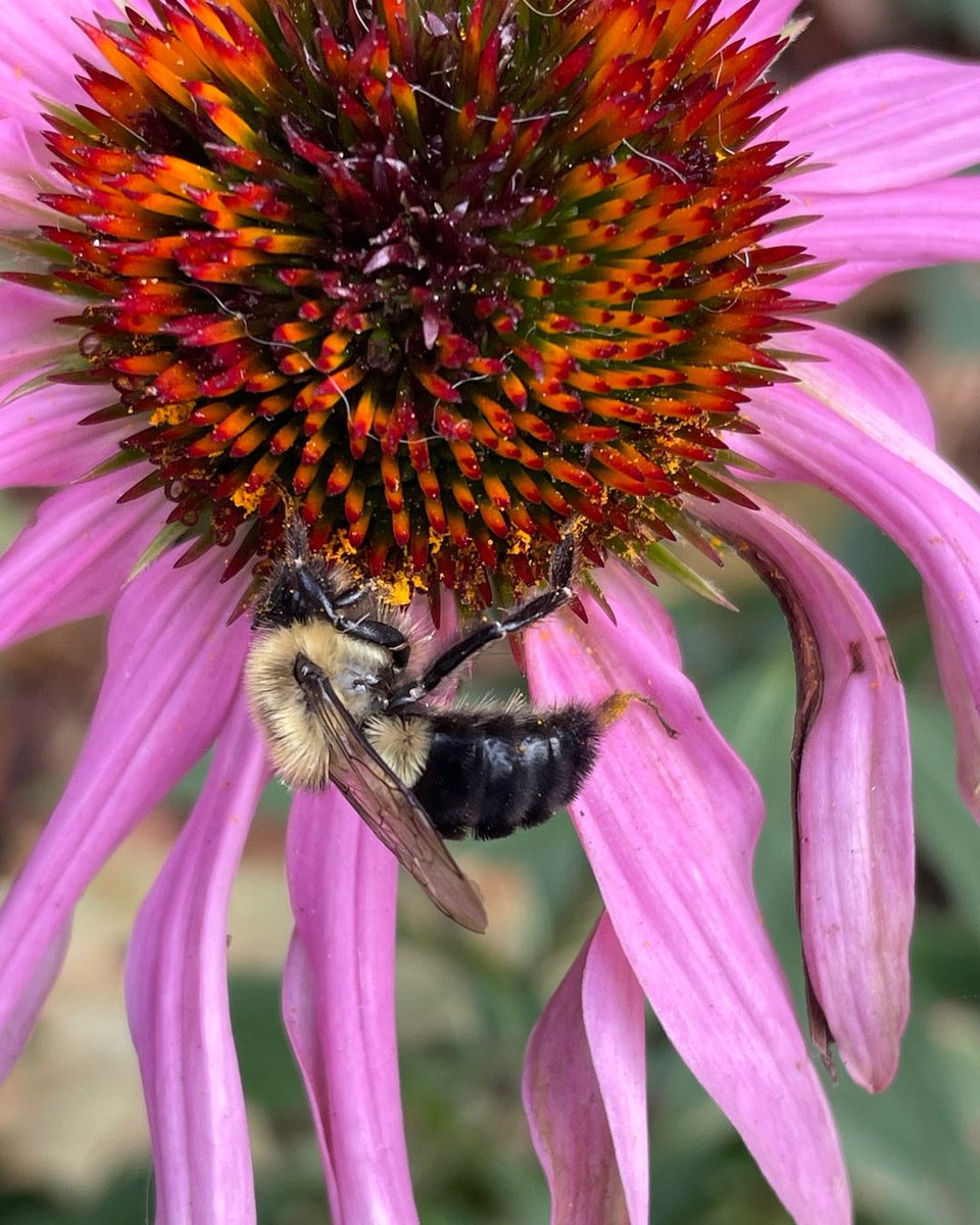 Lora Lyons 👑 (@circlesky) on Twitter photo 