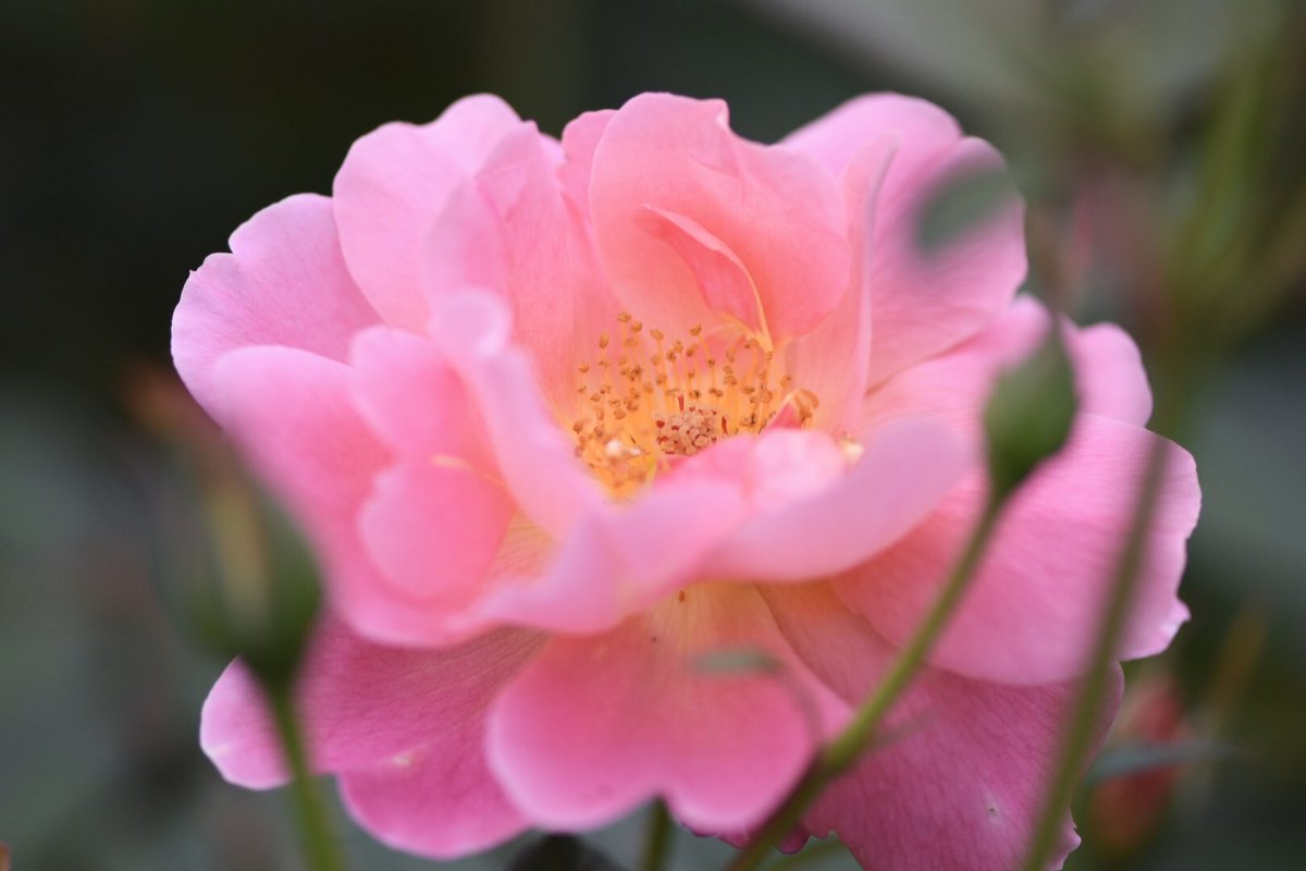 花花(*^^*) Amazing Mom Bouquet® | 1800Flowers.com