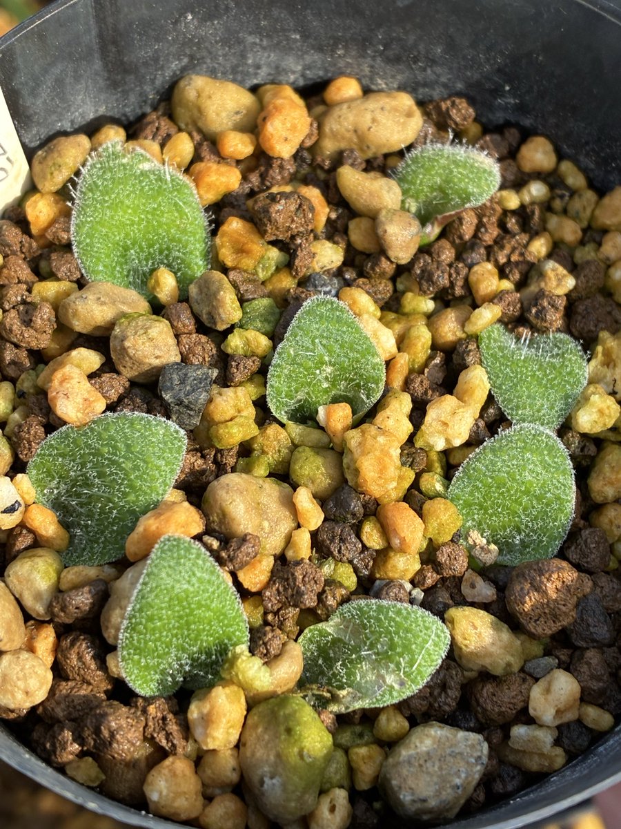 nyanko (@nya3nyanko) / Posts / X