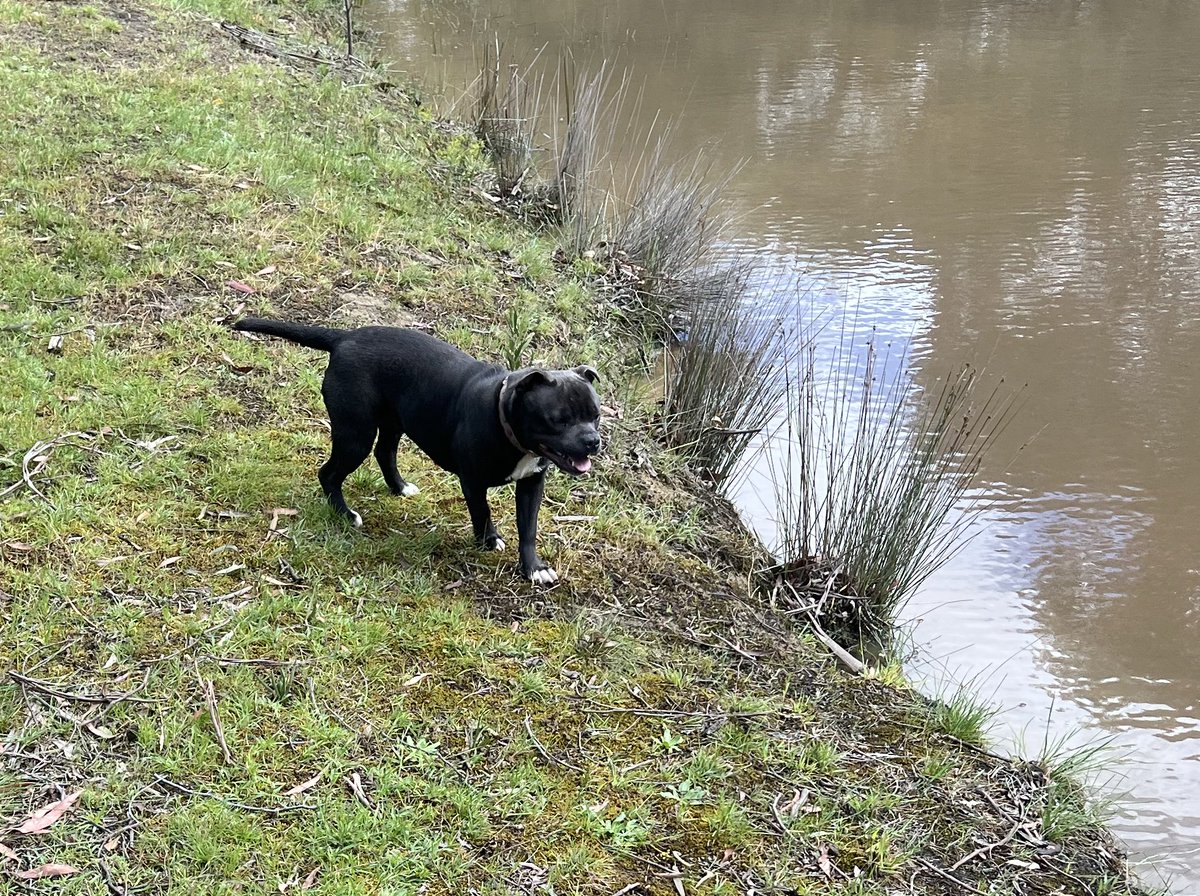 Dr Scorpion the Bird hates this place. (@scorpion_bird) on Twitter photo An afternoon of walking, running, and a little bit of swimming, with Totoro, Twitter’s Cutest Puppy™️. An afternoon of walking, running, and a little bit of swimming, with Totoro, Twitter’s Cutest Puppy™️.