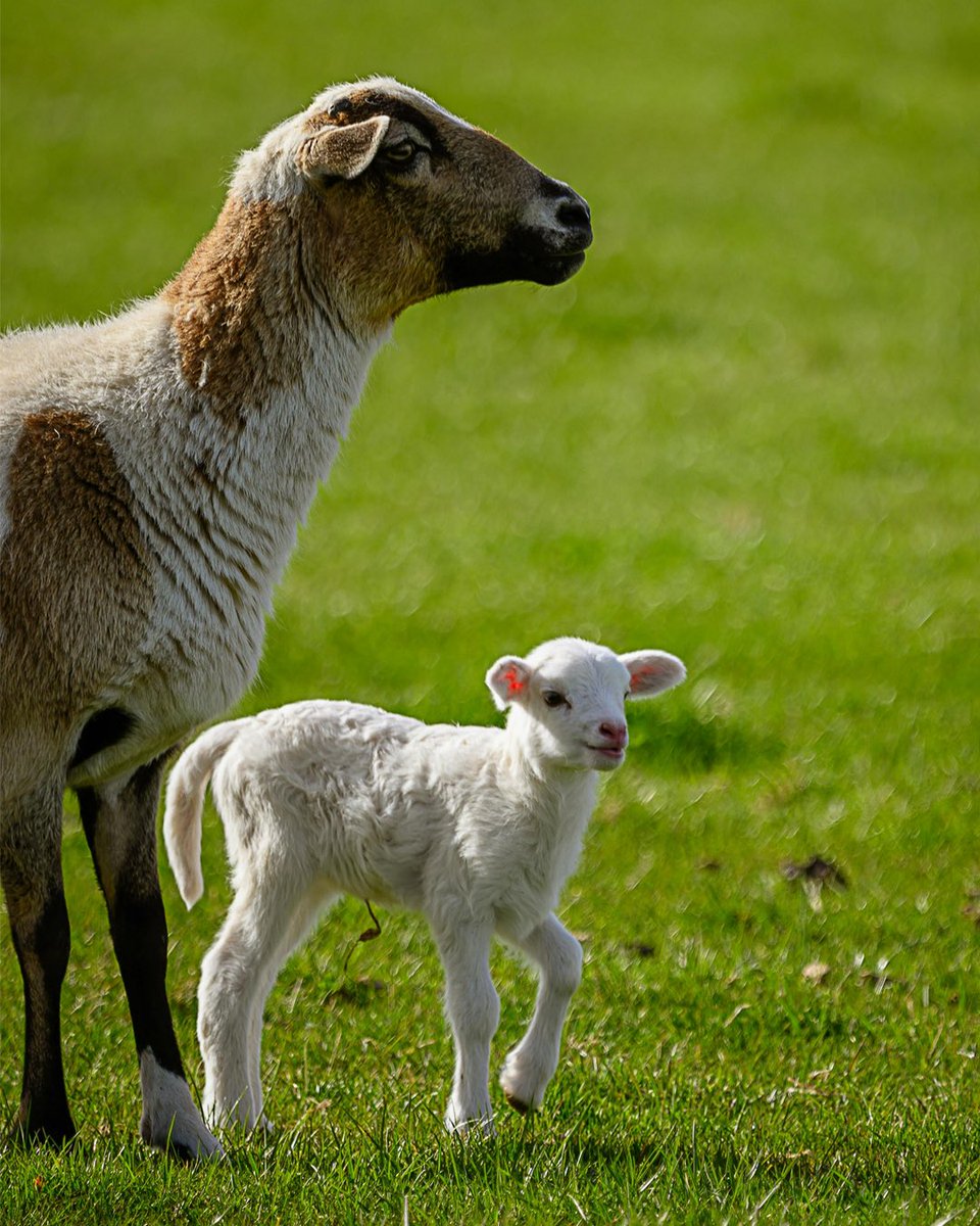 Каждое животное — это уникальное существо. Со своими привычками, характером, опытом и индивидуальным восприятием мира. 

Все животные хотят жить и стремятся избегать страданий.

Уважение к их жизням начинается с веганства 🤍

veganim.ru