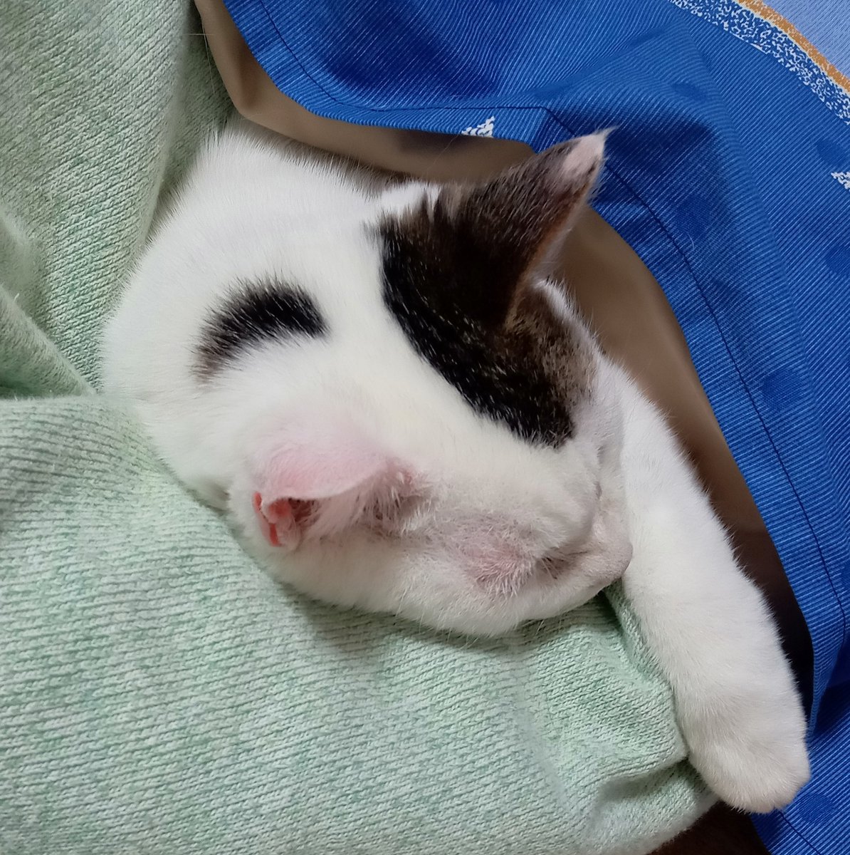 MewandChuchu's tweet photo. 今日　27日　PM3時
ちぃはお空に昇って行きます
昨日まではお天気悪くて
寒くて…
今日はピカピカのお天気！
さすがちぃだね
元気で食いしん坊😌
またね　ちぃちゃん🩷
いつか　会おうね https://t.co/BZNDjGe145