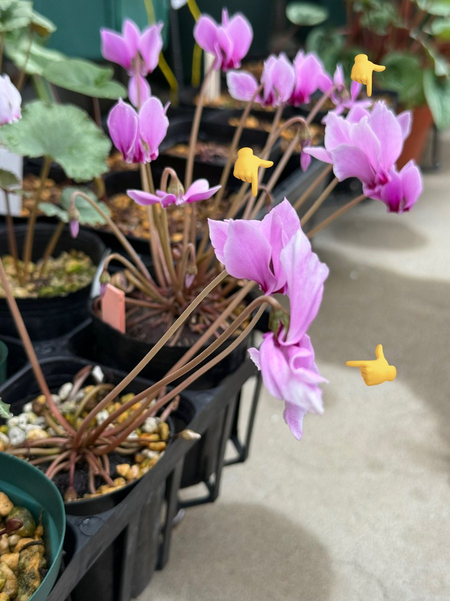 可愛いシマウマのコケリウム コケリウムフィギュア シマウマ｜苔（コケ）のインテリア