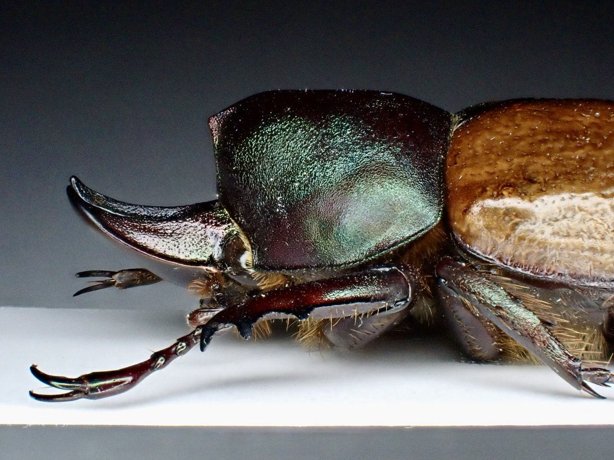 ツゲ様 文玩堂：オリーブ核の原核21mmとオリーブ核彫刻の本 ツゲ様 文