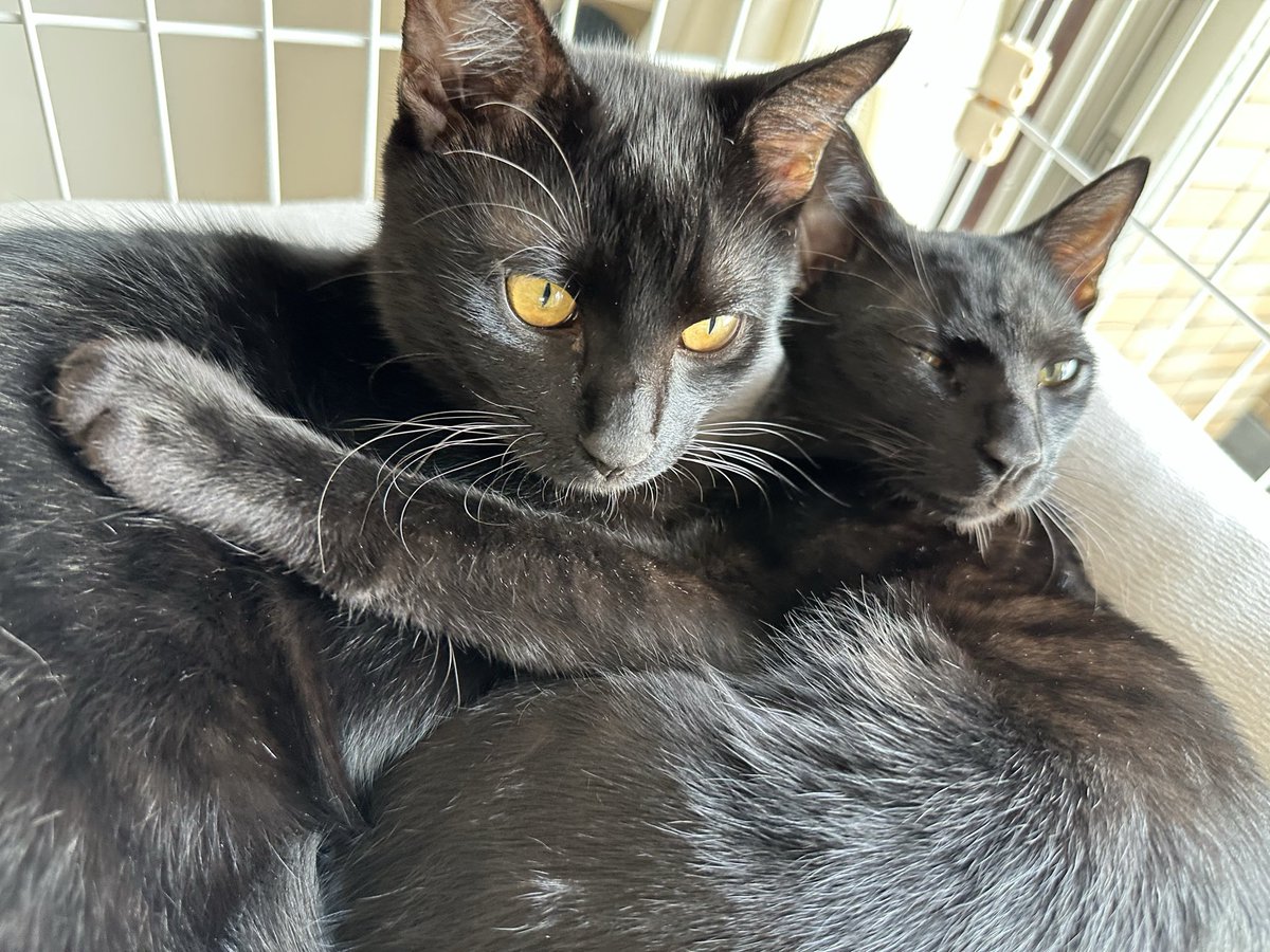 こねこ屋様♡ありがとうございます♡ Kizineko-sama | 「？」 『人間。いつも。ありがとー』 ネコの