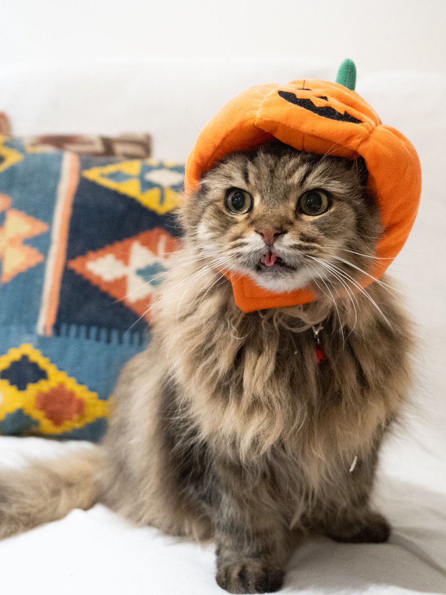 MARCO 🟡写真集「メイ先輩」🟡 (@marco74444) / Posts / X