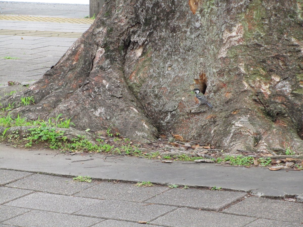 やぎしま　TC12 ２本分、Green Goliath穂木 Ginkgo biloba — Arborsmith, Ltd.® crafstman in the care of trees