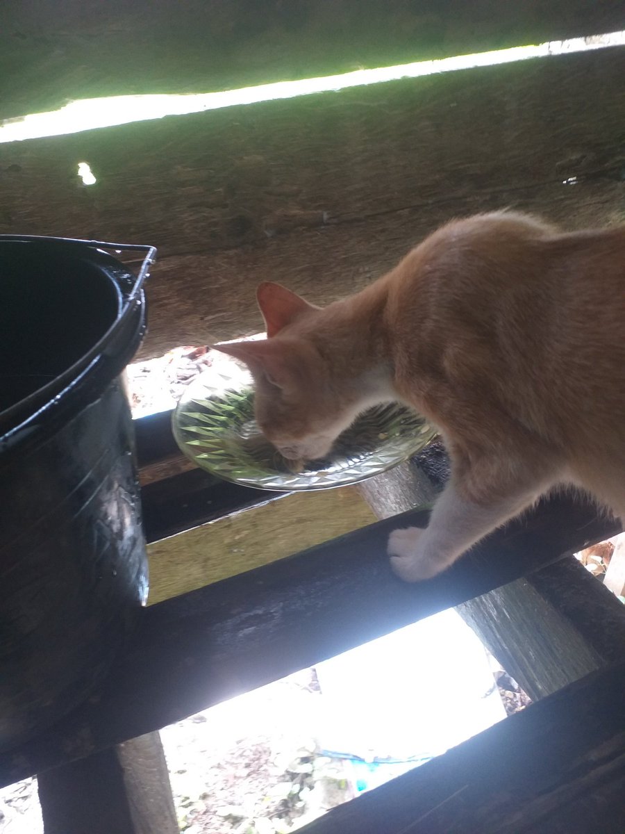 mawardi91778's tweet image. Jile&apos;h cipe le mi
Ek dosa teuh dile&apos;...🤔biasajih menye leupah careung,lepah mangat tatagun kuah sampai2 jilih cipe2 dosa teuh ngen tuhan...

#sambil kutare&apos;k ruko sibak,mez mez.