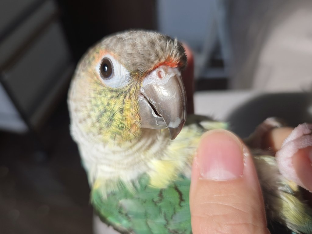 小鳥ページ しらとり𓅫 on X