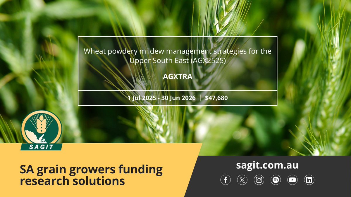 SAGrainTrust's tweet image. 📢New project funded by SAGIT!
@AgXtra is investigating the efficacy of existing and emerging wheat powdery mildew control options across a range of wheat varieties 🌾

Learn more👉bit.ly/4noMW4X

#SAGIT #AgXtra #wheat #powderymildew #SAag