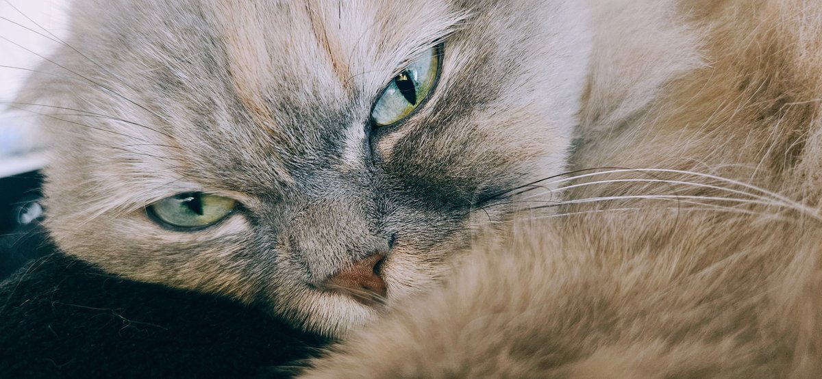 용이와 별이와 겨울 tweet media