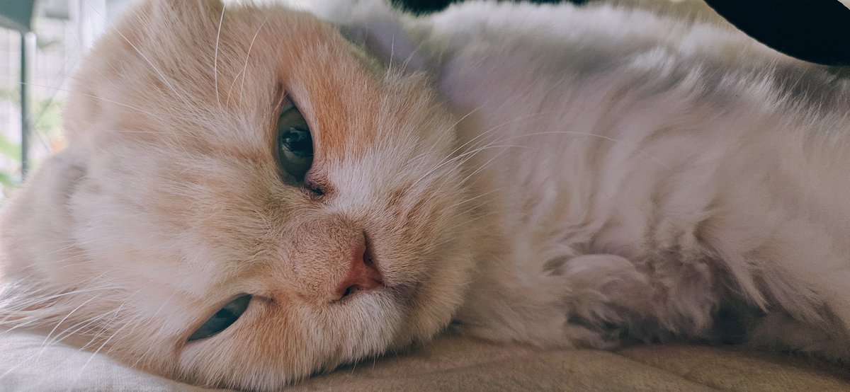 용이와 별이와 겨울 tweet media