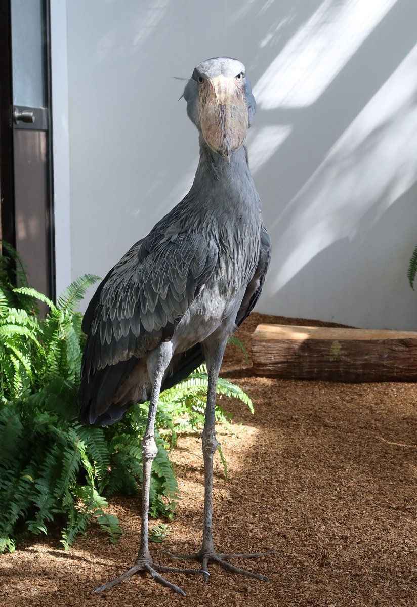 ゆか (@yuka747) / Posts / X