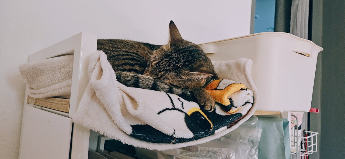 용이와 별이와 겨울 tweet media