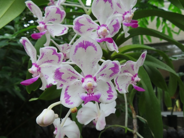 お花々＊様 お届け5/14以降】母の日ギフト2025 アジサイ ディープパープル 5