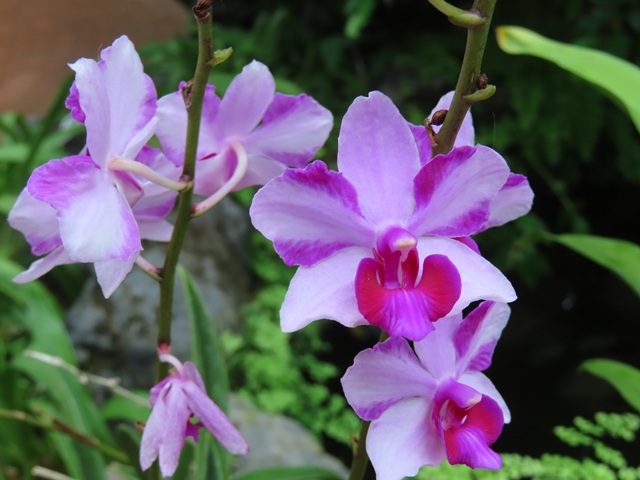 蘭様　　琉球*海花のたね④ 蘭様 琉球*海花のたね④ 蘭様 琉球*海花の