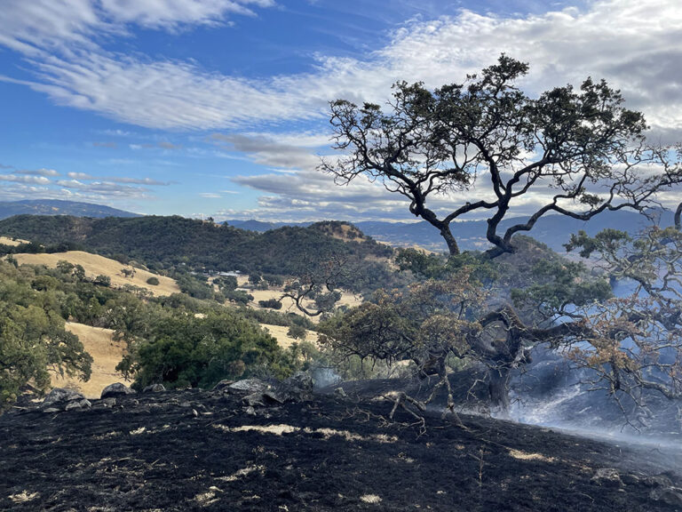 GrapeResearch's tweet image. Prescribed burns are vital to wildfire prevention but a recent study from @ucanr shows nearby vineyards are at risk for smoke taint. Smoke compounds from grassland burns drop with distance the burn site, hinting at possible safeguards. #graperesearch tinyurl.com/yhcyr2bh