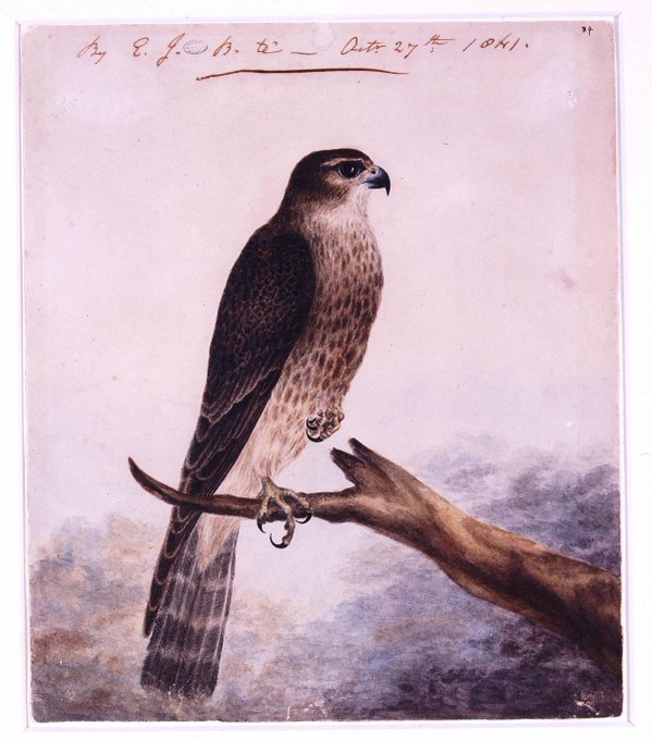 This 1841 watercolour is a painting by writer of 'Wuthering Heights' Emily Brontë. It depicts her pet merlin The bird of prey was rescued from the moors near her home and Brontë named the bird 'Nero'. The Brontë siblings all had good skills in art.