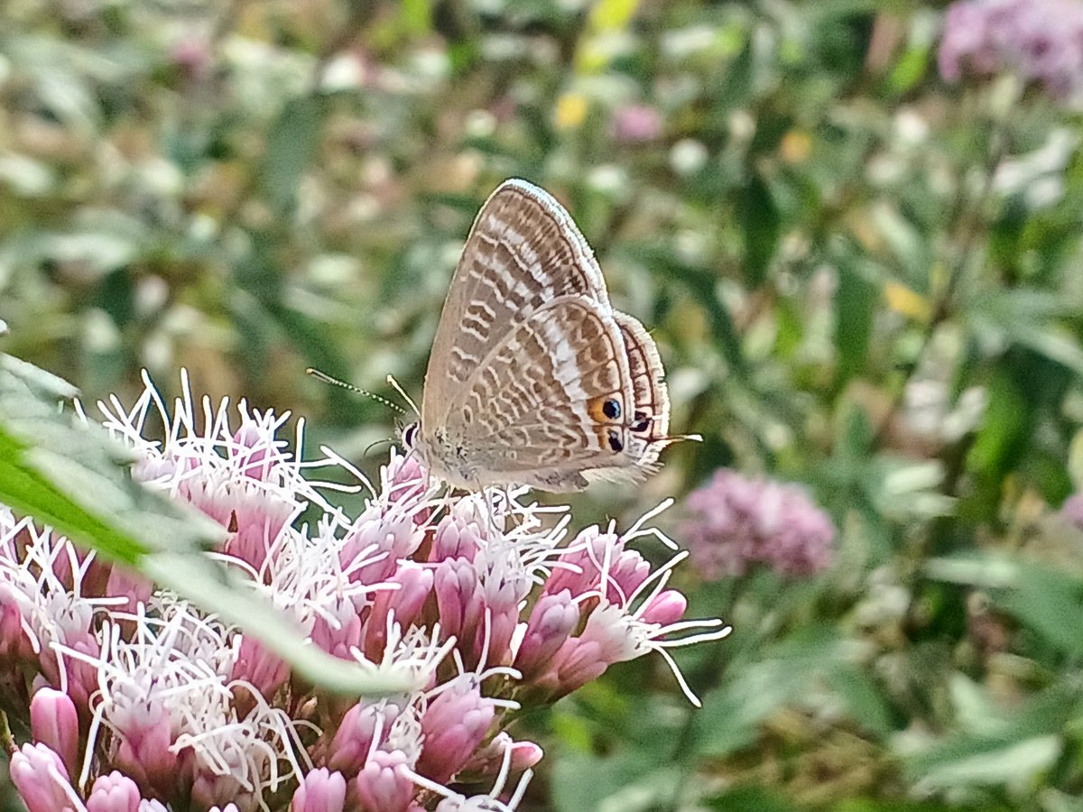 安堂ロイ℃ on X