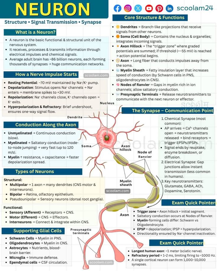 urwa_m1055's tweet image. Neurons — tiny cells, giant connections! 🧠
یہ خُوبصورت نظام ہمارے دماغ کی ہر سوچ اور حرکت کو کنٹرول کرتا ہے✨
#Neurons #BrainPower #ScienceFacts #MindMagic #StudyWithChatGPT