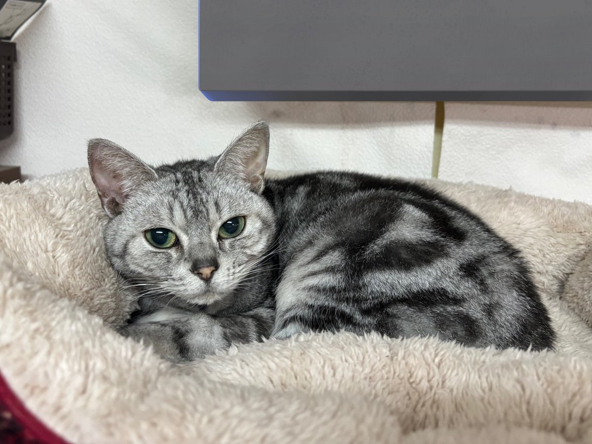 ChatonRouge_S's tweet photo. お久しぶりです🐱今の2匹の様子です💁🏻‍♀️

ソファーで寛ぐ  #ジッタさん と、
高い場所に置いてある ふかふかベッドで寝ている #シャルルさん🐾

2匹とも元気に過ごしています🐈‍⬛🐈⭐️

#シャトンルージュ #猫 https://t.co/zKmASRZdw1