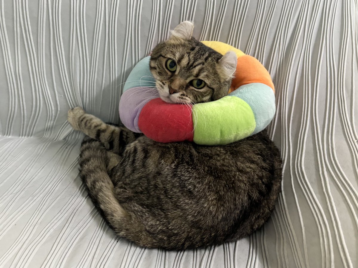 ChatonRouge_S's tweet photo. お久しぶりです🐱今の2匹の様子です💁🏻‍♀️

ソファーで寛ぐ  #ジッタさん と、
高い場所に置いてある ふかふかベッドで寝ている #シャルルさん🐾

2匹とも元気に過ごしています🐈‍⬛🐈⭐️

#シャトンルージュ #猫 https://t.co/zKmASRZdw1