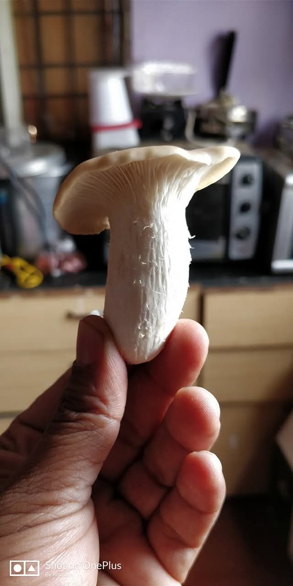 CoMushroom's tweet photo. Fruiting bodies are defined as complex multicellular structures produced by fungi, where sexual spores differentiate, and which are surrounded by structures that assist in their protection and dispersal.
Mushrooms are a familiar example of a fruiting body. #learningtoearning https://t.co/JdTEKHhltK