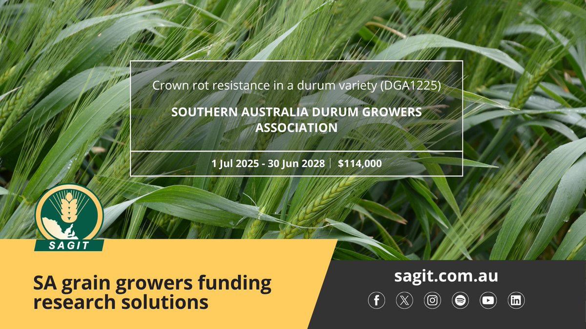 SAGrainTrust's tweet image. We&apos;re funding a new project, led by @durumgrowers, which aims to develop crown rot resistant durum varieties, to provide growers with greater reliability of achieving durum premiums 🌾

Learn more👉bit.ly/4noNhof

#SAGIT #SADurumGrowers #durum #SAag