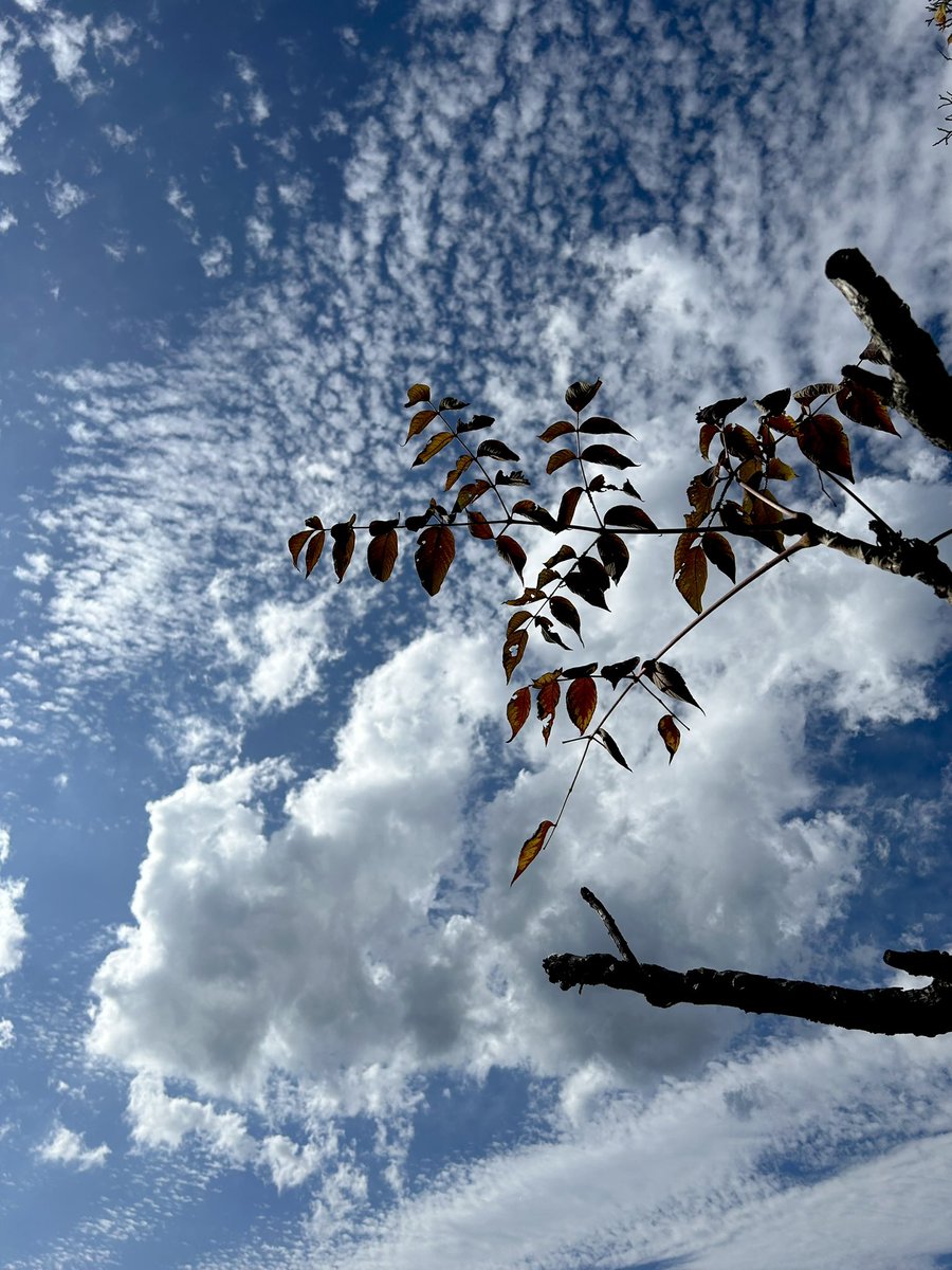 giantrogo's tweet image. 晴れたね。