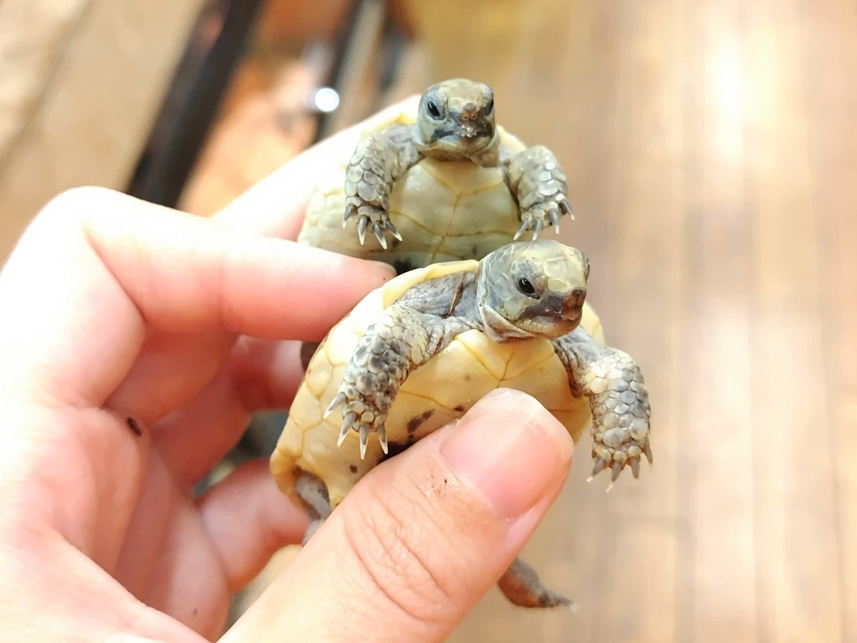 ✨入荷✨
イタリアCB🇮🇹
︎
・オオフチゾリリクガメ
まん丸な幼体時からは想像もできないほど、成長するといかつくなります！

・イベラギリシャリクガメ
成長とともに黒い模様や斑点が現れます！
ぜひ成長記録をつけましょう📸

電話、メールでのお問い合わせお待ちしてます❗️
よろしくお願いします☀️