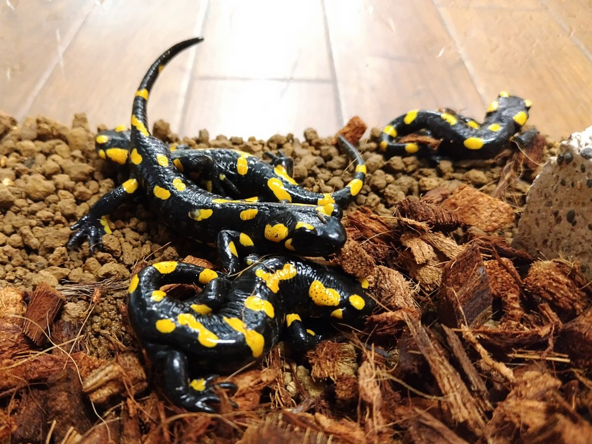 ✨入荷✨

・マダラファイアサラマンダー
久々の入荷です！
真っ黒い目でどこかを見つめている姿はどこか知的な感じがあります(  •̀ •́)✧

電話、メールでのお問い合わせお待ちしてます❗️
よろしくお願いします☀️