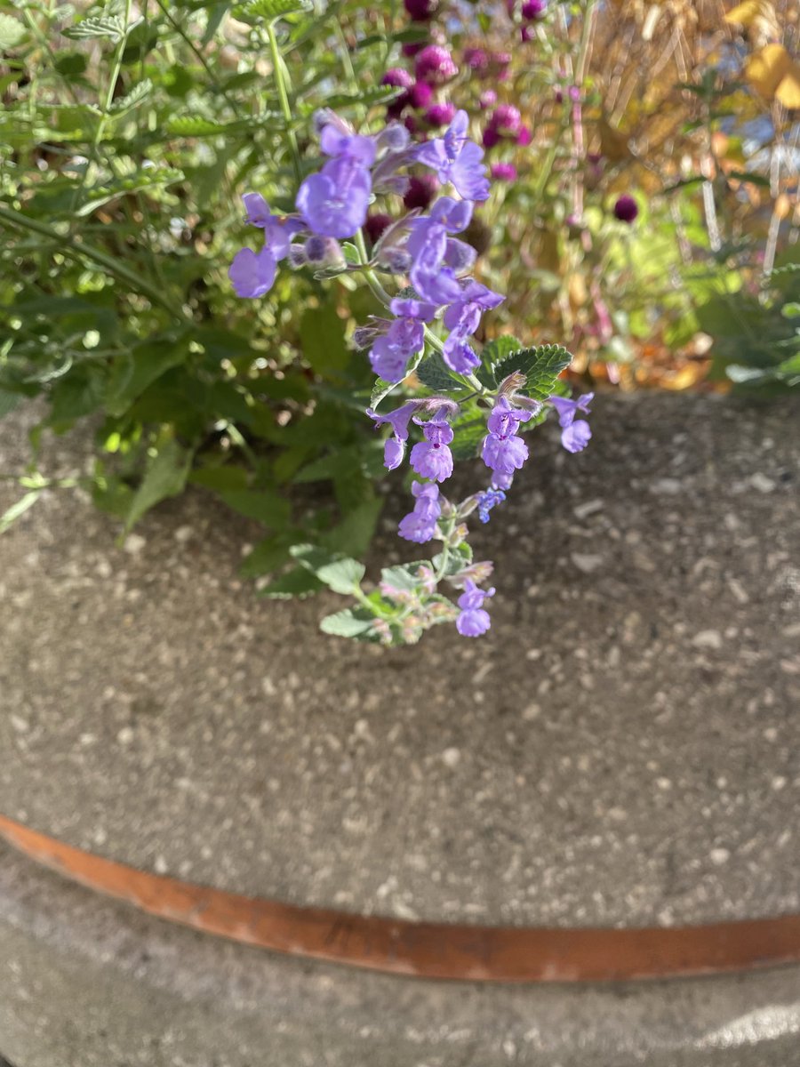 Sonia Zuccaro tweet media