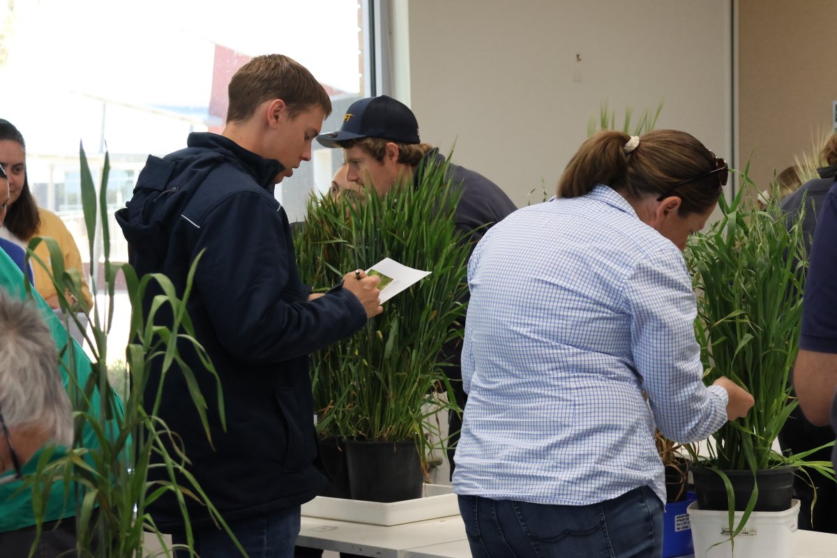 VicGovAg's tweet photo. 🌾 Agronomists far and wide now have hands-on experience identifying and managing grain diseases and pests thanks to workshops at #Horsham #SmartFarm.
Led by our #pathology team, attendees learnt about more than 40 different #CropDiseases in major crops such as wheat, barley, oats, canola, chickpea, faba bean, field pea and lentil.
We also discussed fungicide resistance and pest insects in crops.
We run this much-valued program every 3 years in partnership with @GRDCSouth.
Learn more about crop diseases on our website and download a copy of the latest #cereal and #pulse disease guides: https://t.co/mZsGJlLqW2
#AusAg #AgTwitter #AgChatOz @nutrien, @agnvet @IKCaldwell #premierag @GorstRural #eldershorsham @VicCropDiseases @FanningJosh
#Wimmera