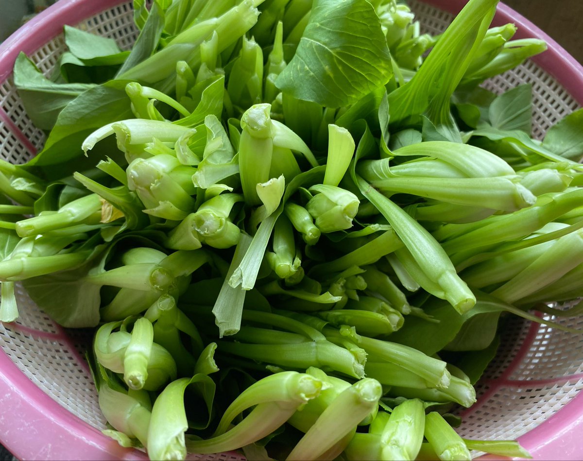 HereVegan's tweet image. More freshly picked organic greens for today🥰🥰🥰

From our humble organic garden🙏🙏🙏

#balimbing #starfruit #bokchoy #greenhouse
#weveganhere 

weveganhere.com