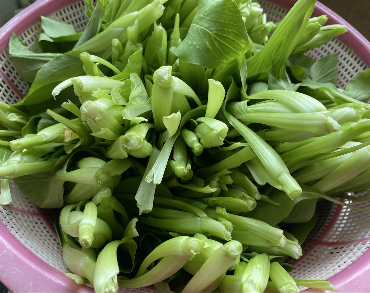 HereVegan's tweet image. More freshly picked organic greens for today🥰🥰🥰

From our humble organic garden🙏🙏🙏

#balimbing #starfruit #bokchoy #greenhouse
#weveganhere 

weveganhere.com