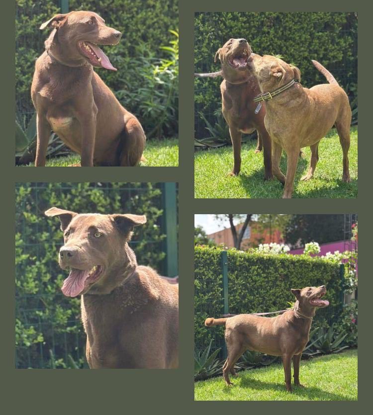 Amigos URGE compartir mucho a CHOCOROL 🙏🙏 su dueño se fue al cielo 🤍  CHOCORROL 🍫 Hermoso perro Cruza labrador  5 Años aprox Talla G  Muuuy cariñoso educado a convivir dentro de tu hogar 🤎 es muy tranquilo  Sociable con todos  Esterilizado vacunado con su carnet vigente  Su