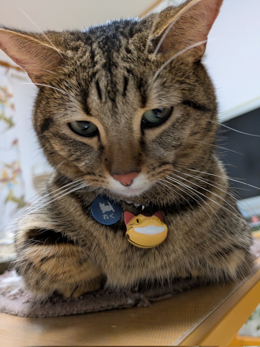 たみこ　ページ 三築 未衣子（ミイコ） on X