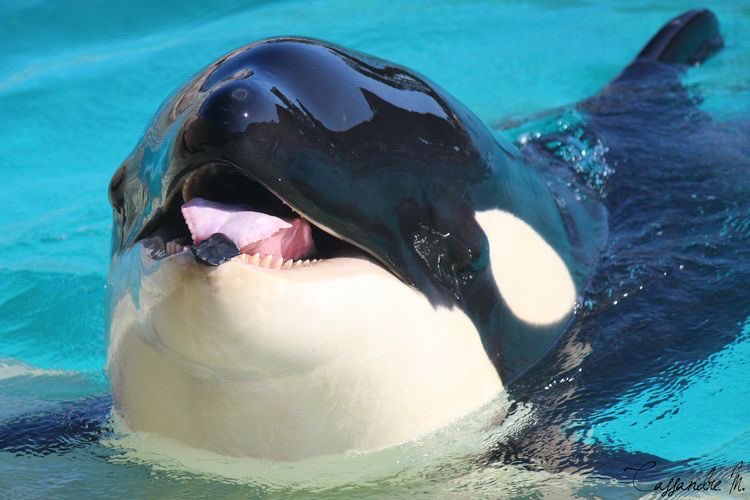 daily canucks updates tweet media